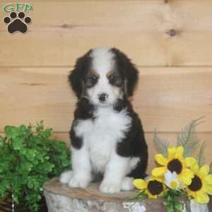 Mum, Bernedoodle Puppy